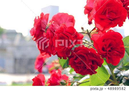 【大阪】中之島公園のバラ園　真っ赤なバラ（水平アングル） 48989582