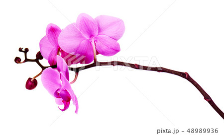 Orchids flowers on banch isolated on white. 48989936