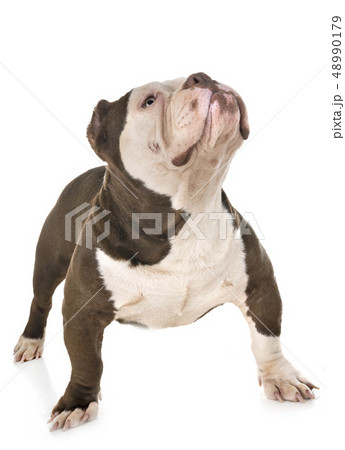 male american bully male american bully 48990179
