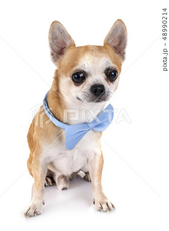chihuahua in studio chihuahua in studio 48990214