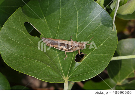 茶色いバッタ 西表島の昆虫の写真素材