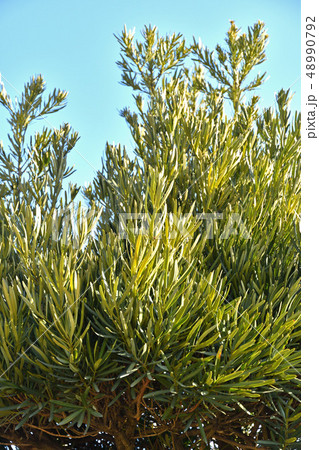 樹木：ラカンマキ　マキ科 48990792