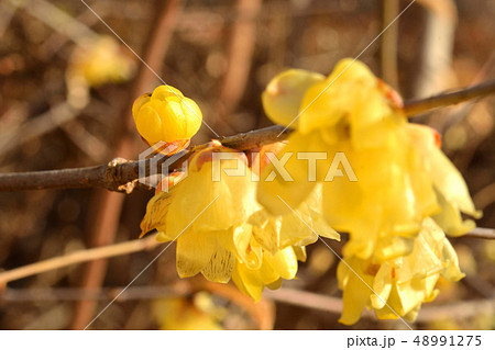 樹木：ソシンロウバイ　ロウバイ科 48991275