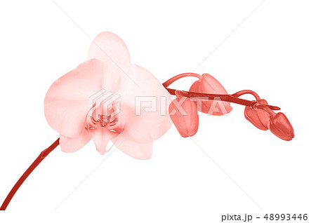 Blooming twig of orchid. 48993446