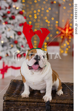 dog breed English bulldog under the Christmas new dog breed English bulldog under the Christmas new 48993550