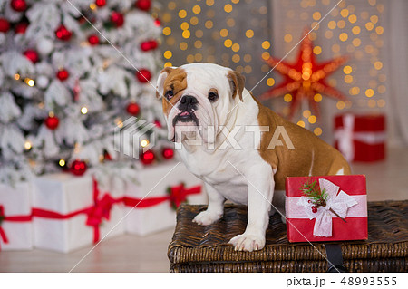 dog breed English bulldog under the Christmas new 48993555