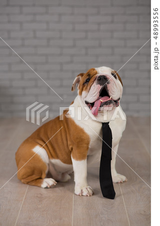 english bulldog sitting in business tie in studio english bulldog sitting in business tie in studio 48993556