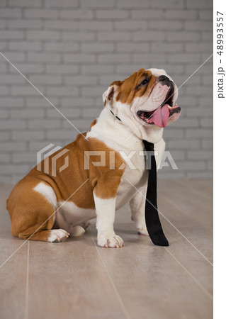 english bulldog sitting in business tie in studio english bulldog sitting in business tie in studio 48993557