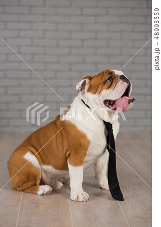 english bulldog sitting in business tie in studio english bulldog sitting in business tie in studio 48993559