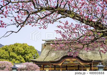 梅の花が満開の太宰府天満宮 本殿の写真素材