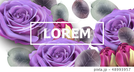 Purple roses card Vector watercolor. Floral Purple roses card Vector watercolor. Floral 48993957