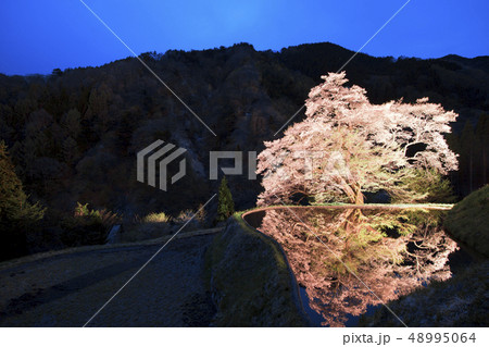 【長野県阿智村】駒つなぎの桜　ライトアップ 48995064