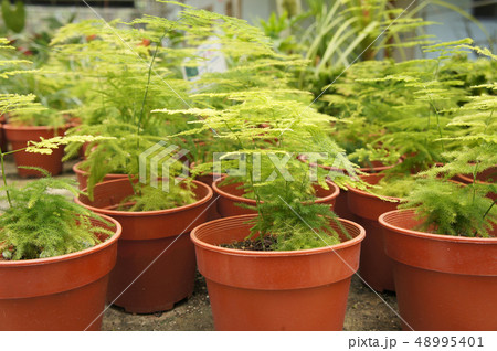 Asparagus Setaceus or common asparagus fern  48995401