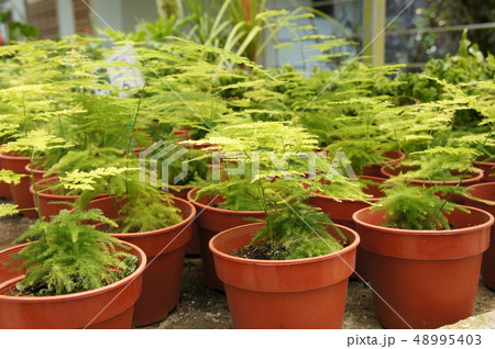 Asparagus Setaceus or common asparagus fern  48995403