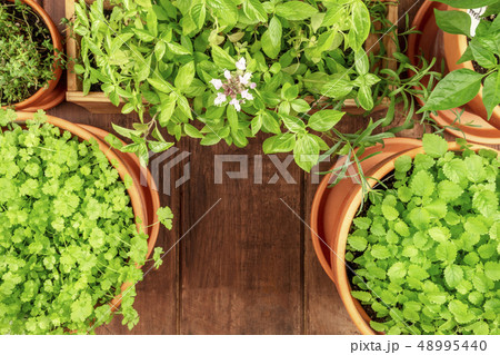 Overhead photo of pots with aromatic garden herbs, with copy space 48995440