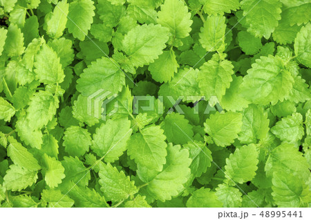 Closeup photo of fresh green melissa, lemon balm, leaves 48995441