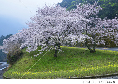 桜咲く翠波はな街道 48996676