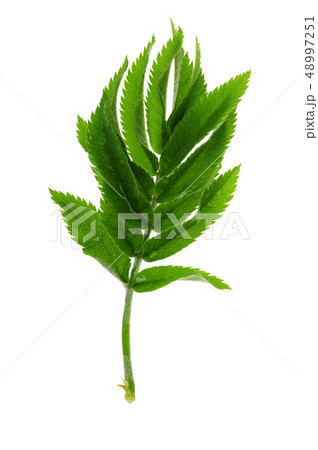 leaf tree 48997251