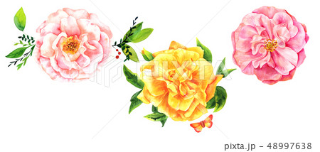 A set of three watercolor flowers and a butterfly, isolated on white A set of three watercolor flowers and a butterfly, isolated on white 48997638