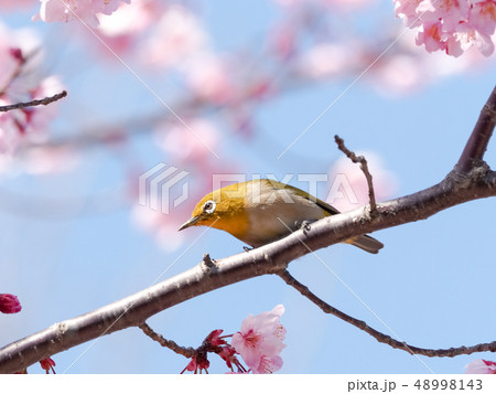 春イメージ 48998143