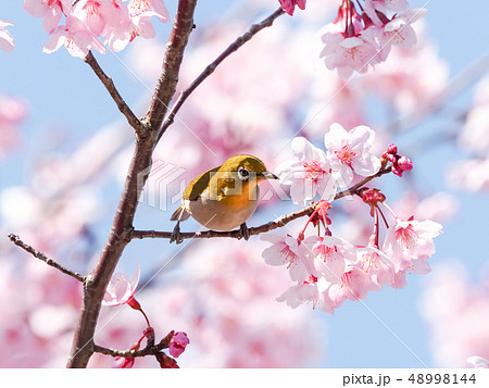 春イメージ 48998144