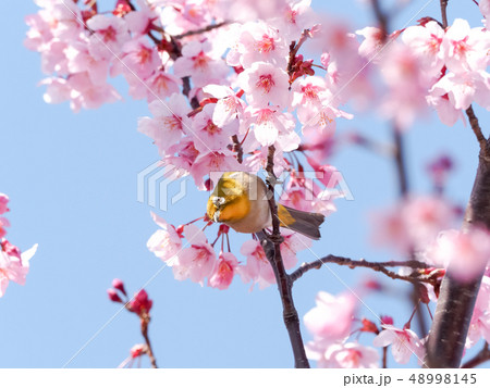 春イメージ 48998145