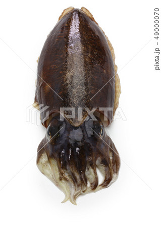 スミイカ 49000070