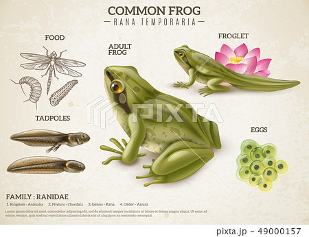 Frog Life Cycle Retro Poster 49000157
