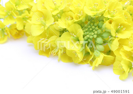 菜の花 49001591