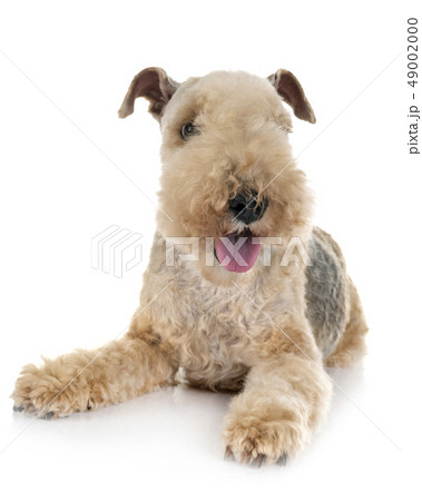 lakeland terrier in studio 49002000