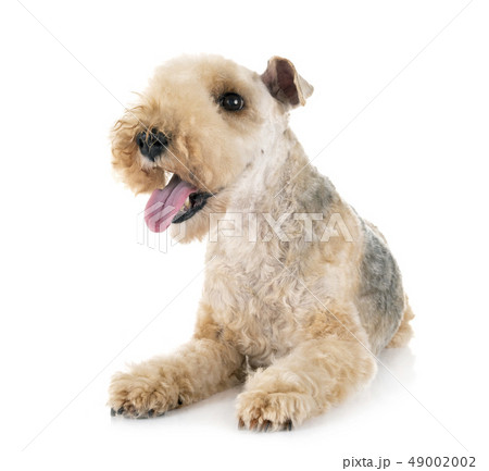 lakeland terrier in studio 49002002