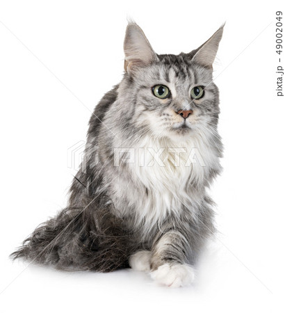 maine coon cat 49002049