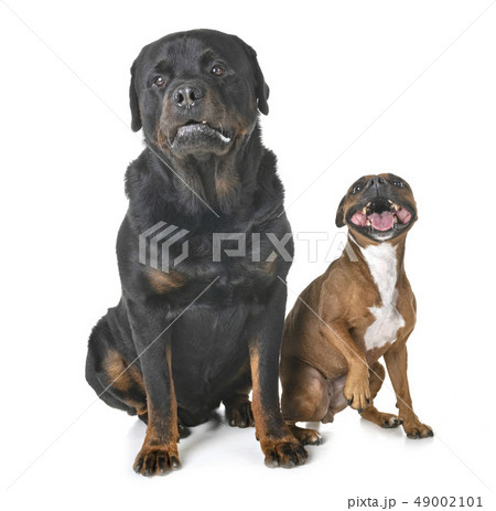 staffordshire bull terrier and rottweiler 49002101