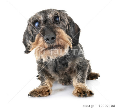 senior dachshund in studio senior dachshund in studio 49002108