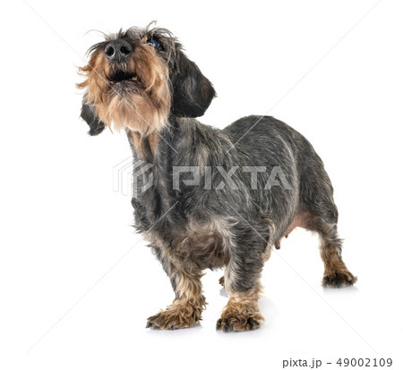 senior dachshund in studio senior dachshund in studio 49002109
