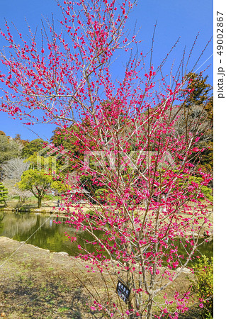 鹿児島紅（縦） 49002867