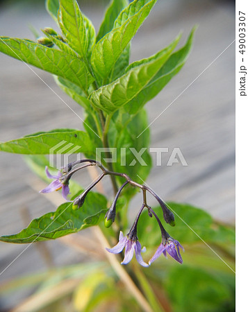 オオマルバノホロシ 49003307