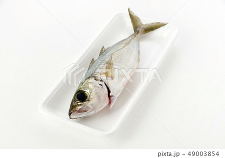 メアジ、トッパク、ガチュン 49003854