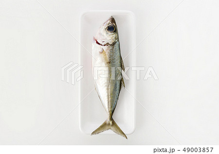 メアジ、トッパク、ガチュン 49003857