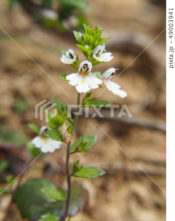 ホソバコゴメグサ 49003941