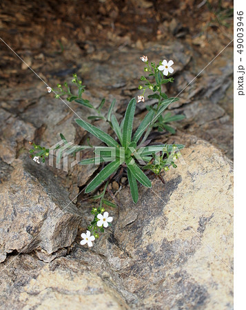 ミヤマムラサキ 49003946