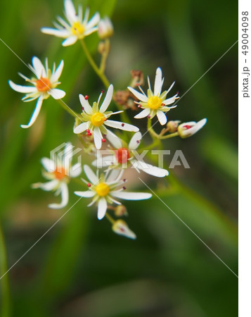 ミヤマダイモンジソウ 49004098