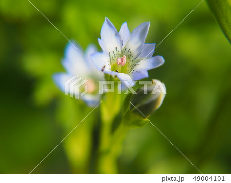 タテヤマリンドウ 49004101