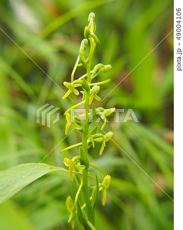 ホソバノキソチドリ 49004106