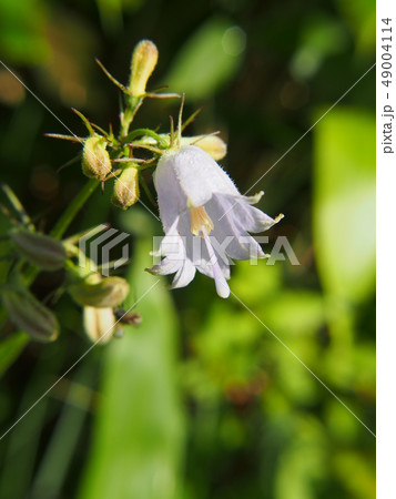 ツリガネニンジン 49004114