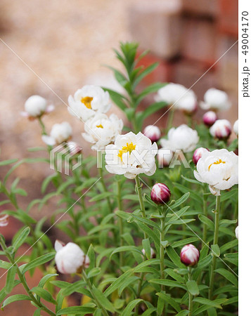 ペーパーカスケード 49004170