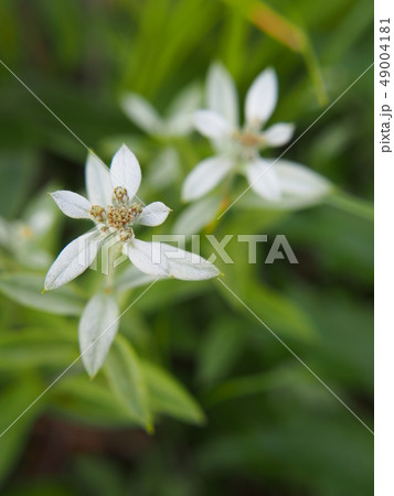 ミネウスユキソウ 49004181