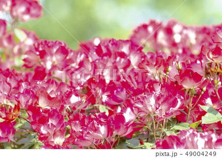 バラの花 バラの花 49004249
