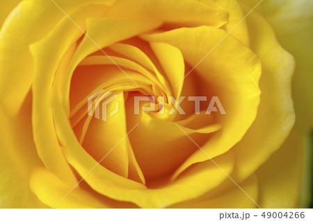 バラの花 バラの花 49004266