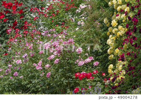 バラの花 バラの花 49004278